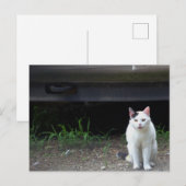 猫の写真ポストカード ポストカード (正面/裏面)
