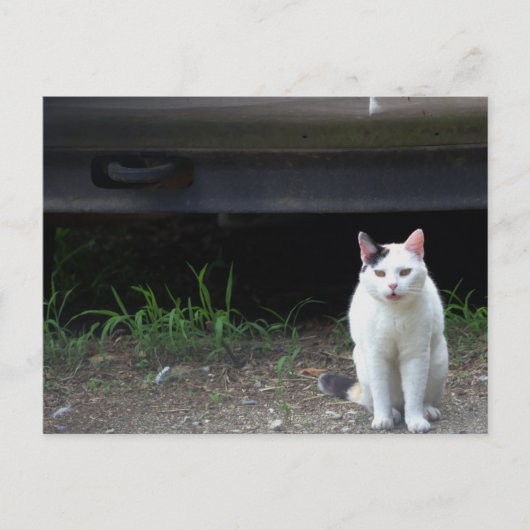 猫の写真ポストカード ポストカード (正面)
