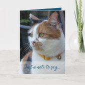 猫の写真3枚を青で書いたお書き カード (正面)