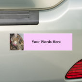 猫の写真 バンパーステッカー (車上)