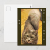 猫の写真 ポストカード (正面/裏面)