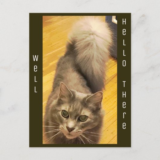 猫の写真 ポストカード (正面)