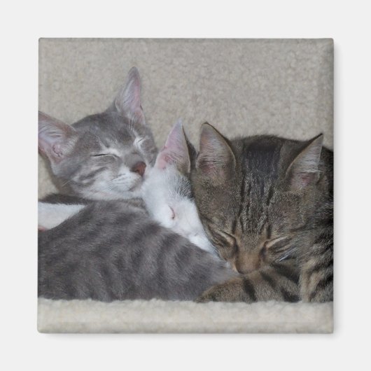 猫の冷蔵庫用マグネット マグネット (正面)