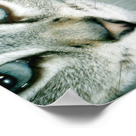 猫の友だち001 ポスター (角)