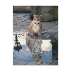 猫の反射 – 太った猫 – 猫ミーム – かわいい猫