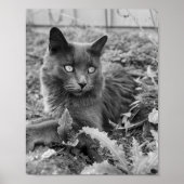 猫の壁のアート ポスター (正面)