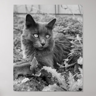 猫の壁のアート ポスター