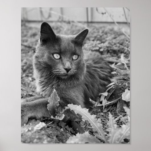 猫の壁のアート ポスター (正面)