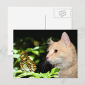 猫の好奇心 ポストカード (正面/裏面)