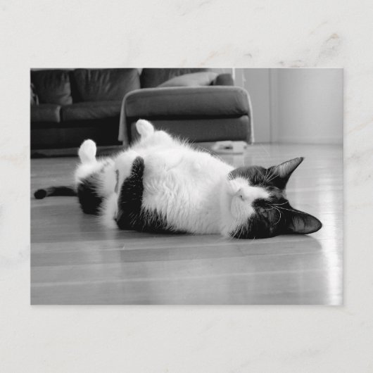 猫の姿勢 ポストカード (正面)