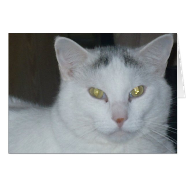 猫の想い白猫 (正面横)