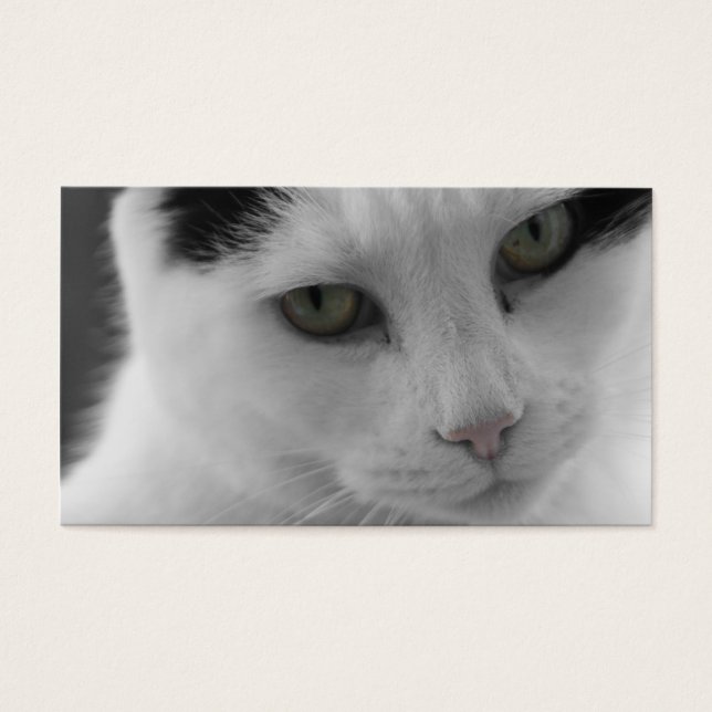 猫の想い (正面)