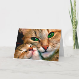 猫の抱擁 カード