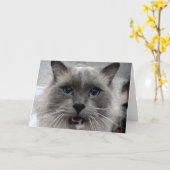 猫の挨拶状 カード (黄色い花)