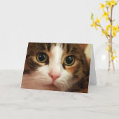 猫の挨拶状 カード (黄色い花)