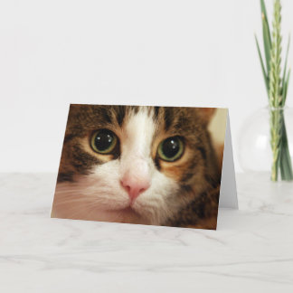 猫の挨拶状 カード