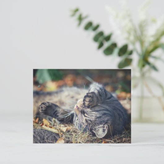 猫の日光浴 ポストカード (スタンド正面)