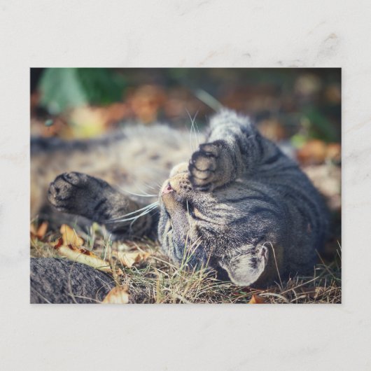 猫の日光浴 ポストカード (正面)