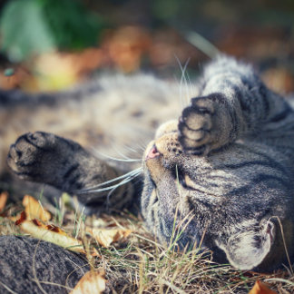 猫の日光浴 ポストカード