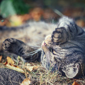 猫の日光浴 ポストカード