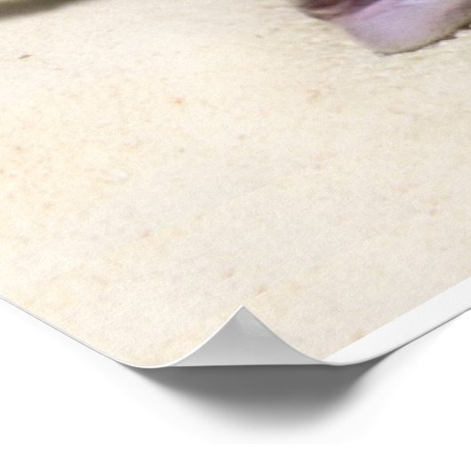 猫の日没ビーチ ポスター (角)