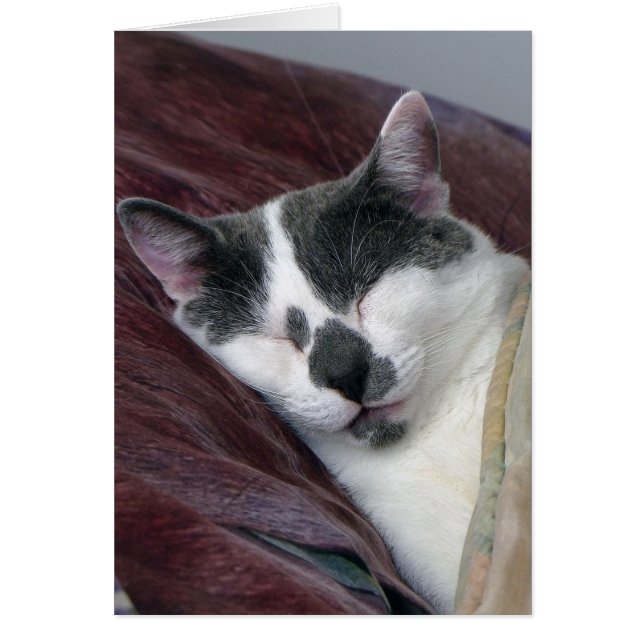 猫の昼寝 (正面)