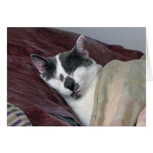 猫の昼寝 (正面横)