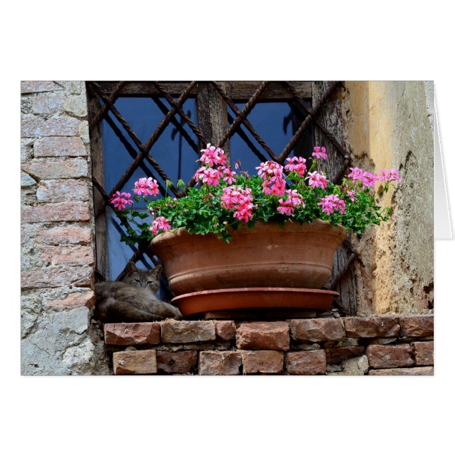 猫の昼寝 (正面横)