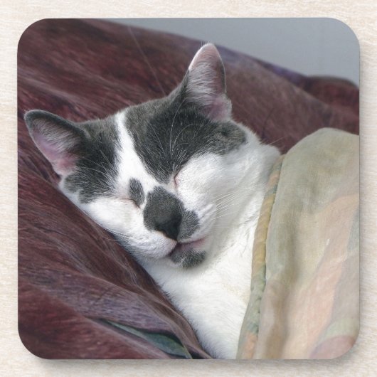 猫の昼寝 コースター (正面)