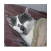 猫の昼寝 タイル (正面)
