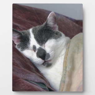 猫の昼寝 フォトプラーク