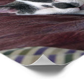 猫の昼寝 ポスター (角)