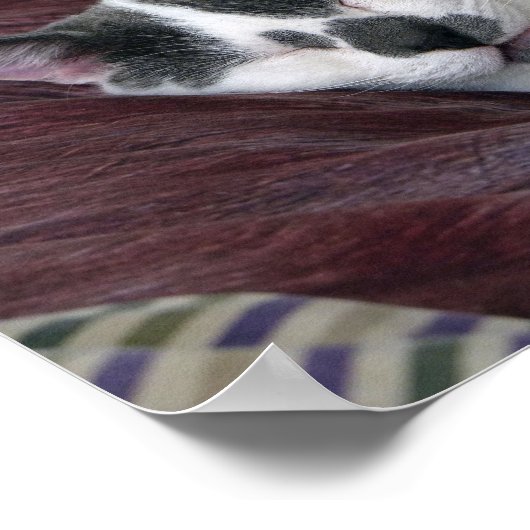 猫の昼寝 ポスター (角)