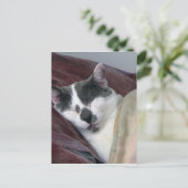 猫の昼寝 ポストカード (スタンド正面)