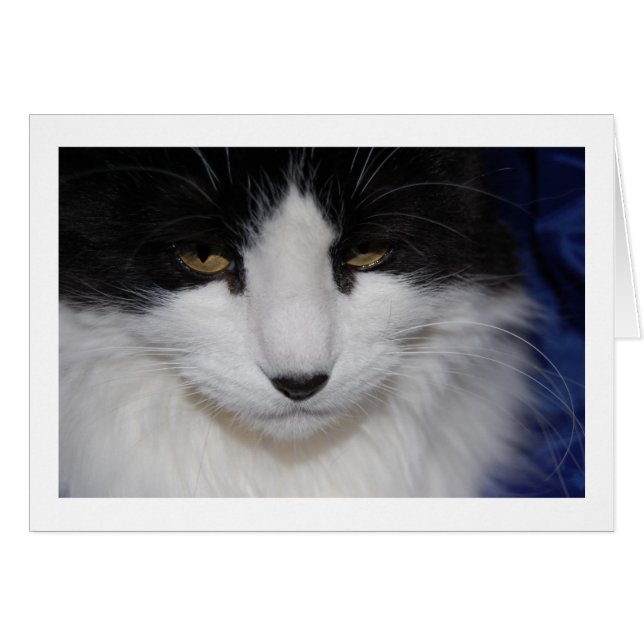 猫の暗い目 (正面横)