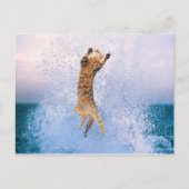 猫の暴走 ポストカード (正面)