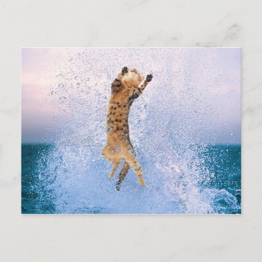 猫の暴走 ポストカード (正面)