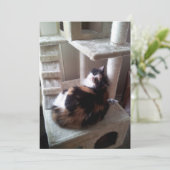 猫の木の上のカリコキャット (スタンド正面)