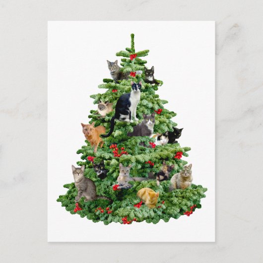 猫の木 ポストカード (正面)