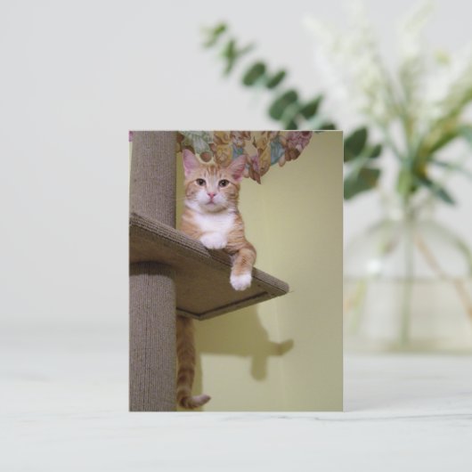 猫の木 ポストカード (スタンド正面)