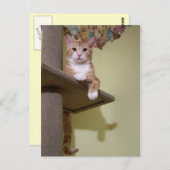 猫の木 ポストカード (正面/裏面)