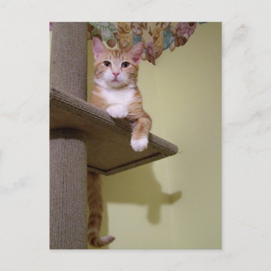 猫の木 ポストカード (正面)