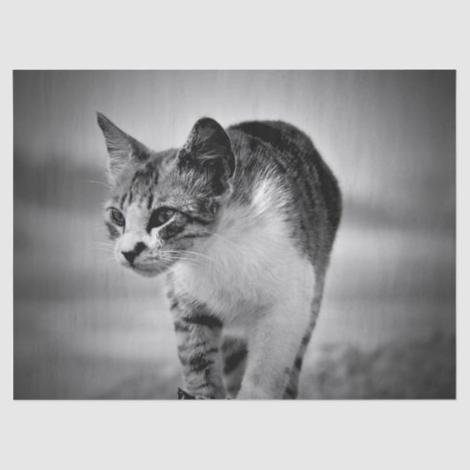 猫の検索ティッシュペーパー 薄葉紙 (正面)