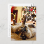 猫の泡によるクリスマスグリーティング ポストカード (正面/裏面)