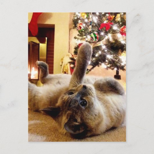 猫の泡によるクリスマスグリーティング ポストカード (正面)