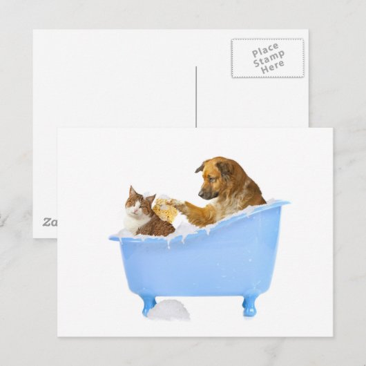 猫の洗浄 ポストカード (正面/裏面)