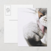 猫の洗足 ポストカード (正面/裏面)