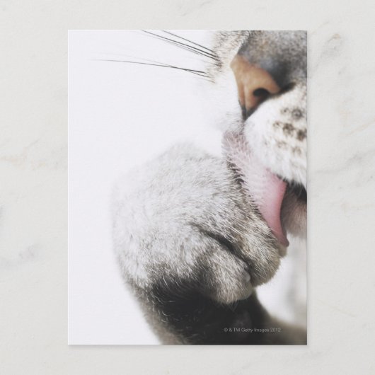 猫の洗足 ポストカード (正面)