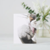 猫の洗足 ポストカード (スタンド正面)