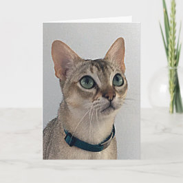 猫の生意気な謝罪 誕生日 カード